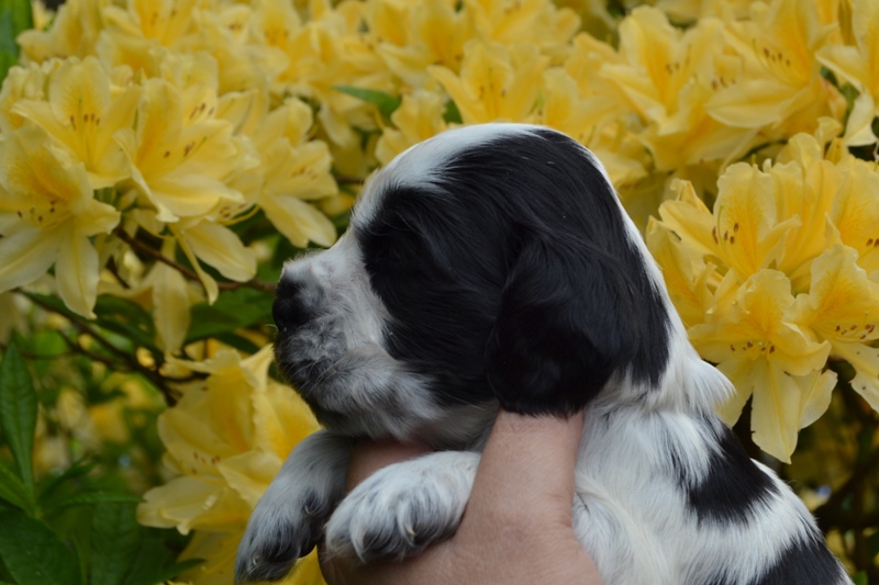 3b - pejsek tm. zelená.JPG